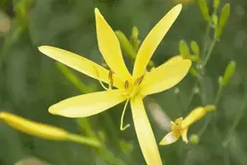 已大量上市，越新鲜越危险！很多人爱吃图片