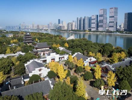 橘子洲银杏林迎来最佳观赏期