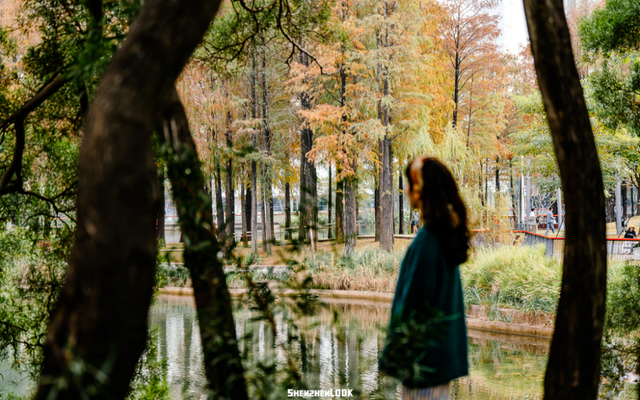 深圳落羽杉！红！了！
