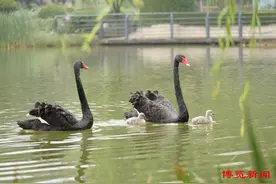 博览组图丨超萌！淄博人民公园里的黑天鹅有小宝宝了图片