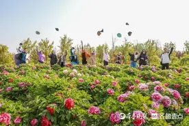 莱西两千株牡丹竞相绽放，娇艳飘香引客来图片