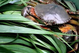 江门台山打造青蟹农旅融合产业链 羊城派乡村直播间现场打卡图片