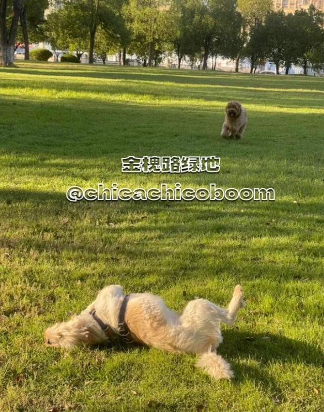 浦东板块高评价宝藏遛狗地分享--持续更新