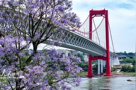 四川泸州：蓝花楹盛开图片