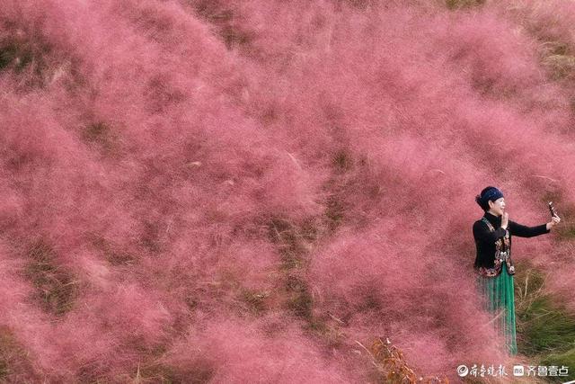 济南东站龙脊河畔，粉黛乱子草花海受热捧