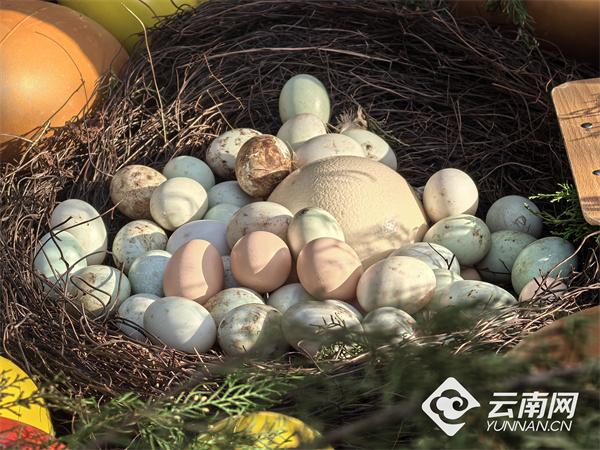 来云南野生动物园找新年“彩蛋”啦！