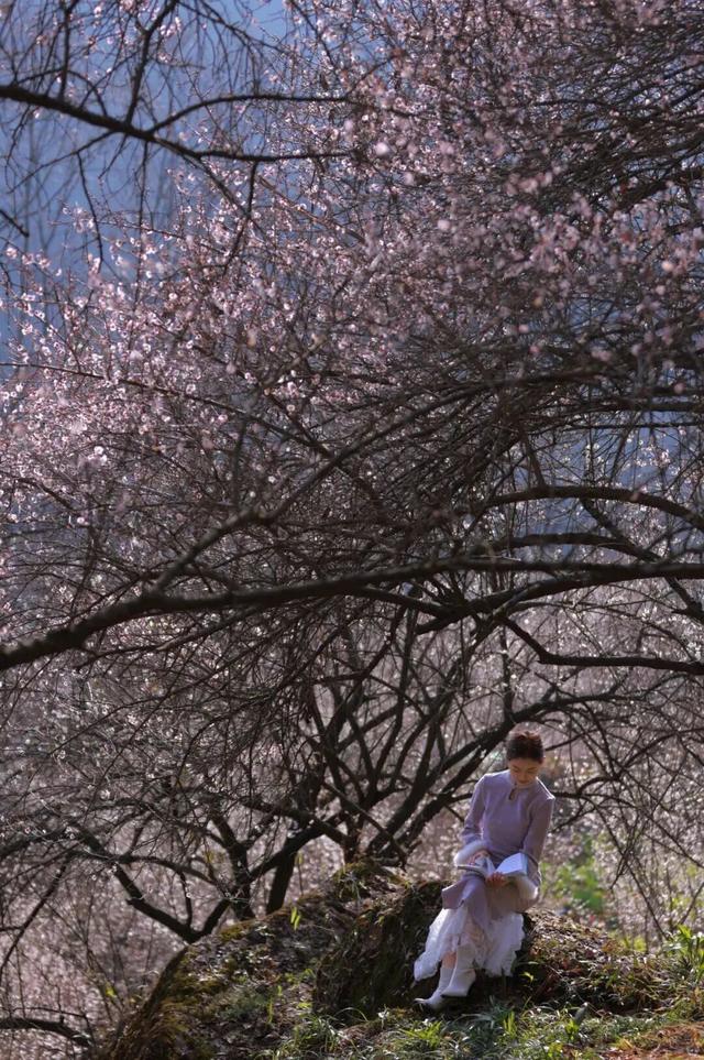 盛花期！这波“梅”景太出片，是谁拍到了啦