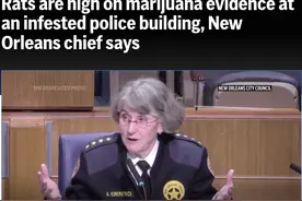 离谱！美国新奥尔良警察局长：老鼠啃食警方没收的大麻，都“嗑嗨了”图片