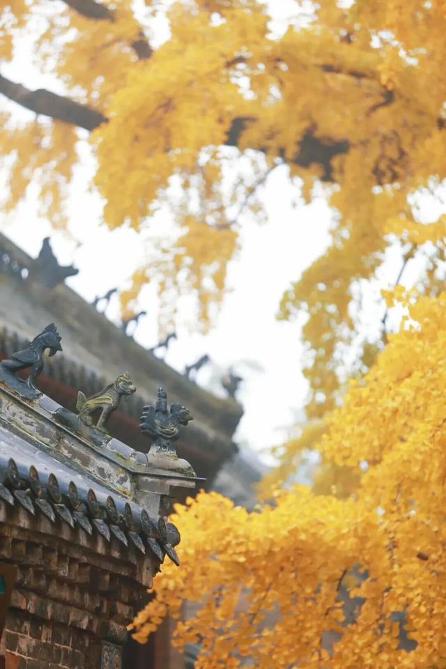 这是今天的千年银杏树，被太阳晒透！巨美！