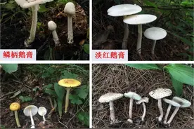 警惕！秋季预防蘑菇中毒，教您识别毒蘑菇！图片