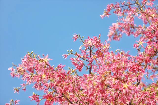 新晋打卡点！泉州市区这些限定“花海”全都美翻了……