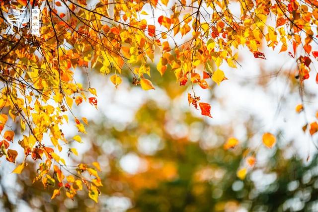 秦淮花事｜乌桕斑斓，半城秋色入画来