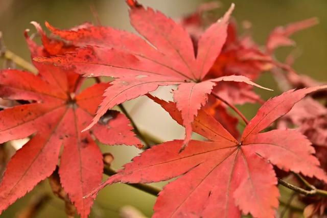 来宣恩矅天眼，看万山红遍，层林尽染！