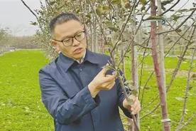 全国科技工作者日 | 张东：将“小苹果”变成当地致富“大产业”图片