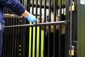 旅英大熊猫“阳光”和“甜甜”正式踏上回国旅程视频封面