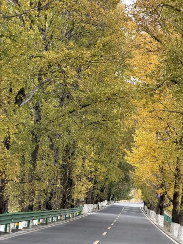 听说放秋假了？新都桥这波秋日余温太美了