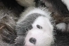 一组图欢迎旅新大熊猫叻叻回家图片