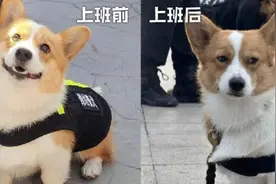 全国第一只柯基警犬“福仔”转正！网友：“班味”十足｜一周警报图片
