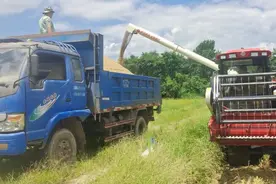 全程机械化作业 湖南江华高效“双抢”促丰收图片