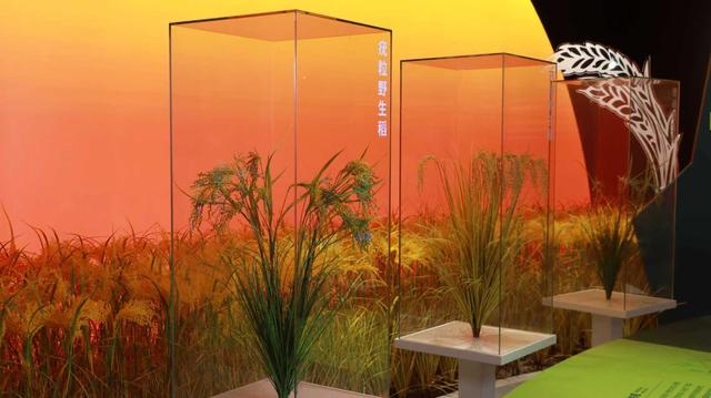 雁鸣衡阳 趣味科普丨角山欢乐大米馆：1.2万年稻作文明“活”起来，沉浸式玩懂一粒米
