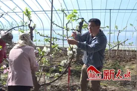 “95后”新农人王璇琳：用青春浇灌樱桃产业之花图片