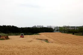 “丰”吹麦浪涌 威海经开区开镰收粮图片