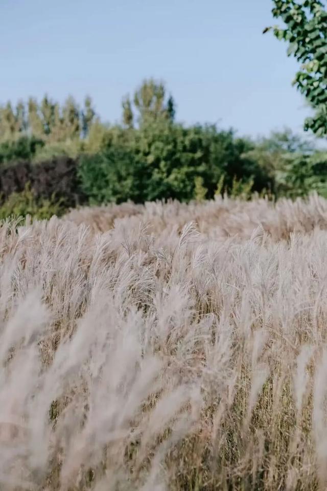 西安上新！高颜值秋景，正在加载！