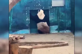 可爱！大熊猫浦浦着急“下班”疯狂拍门图片