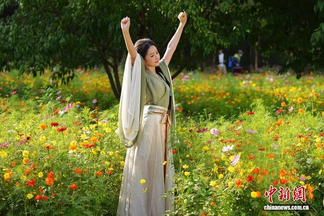 北京圆明园秋英花绽放 如彩色地毯铺展