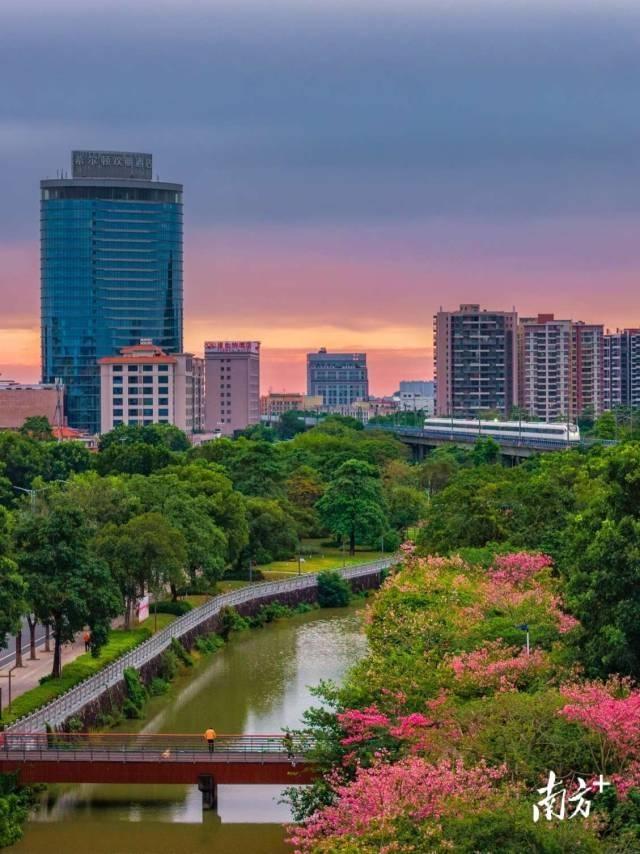 粤享暖冬！异木棉花海暴击，网友：请北方朋友看过来
