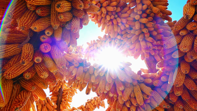 今天，楚雄要给你点颜色看看