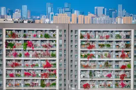 C视觉丨成都“三角梅大楼”美成“空中花园”图片