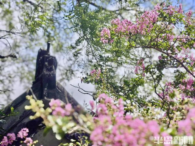 崂山明霞洞百年紫薇盛放，古木繁花绘就盛夏画卷