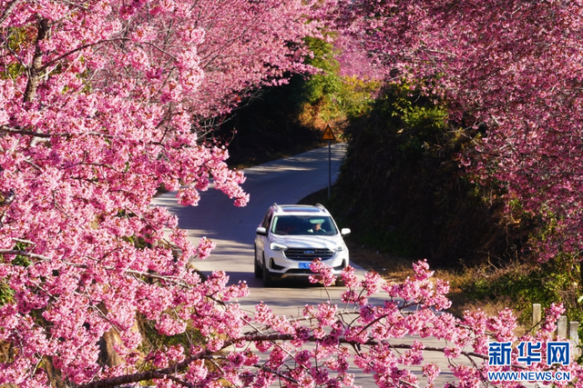 云南昌宁：冬樱花开美如画