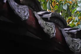 秋雨后南京第一波桂花初绽，壁纸级美图来了图片