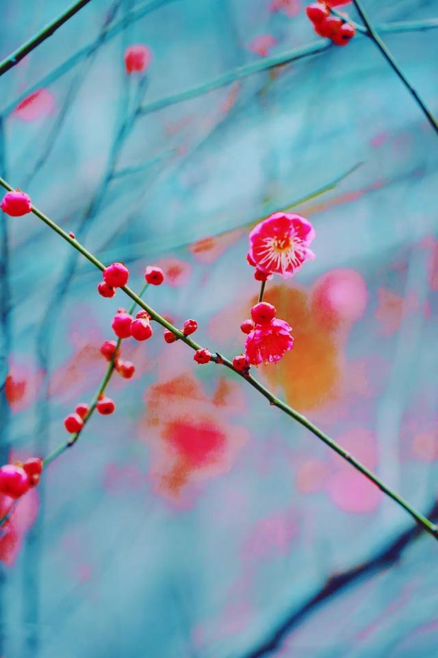 新繁东湖，红梅花儿开正艳！