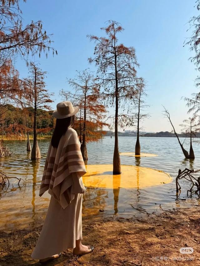 最美松湖｜双年展进入最后倒计时！与绝美落羽杉同框时机就在本周→