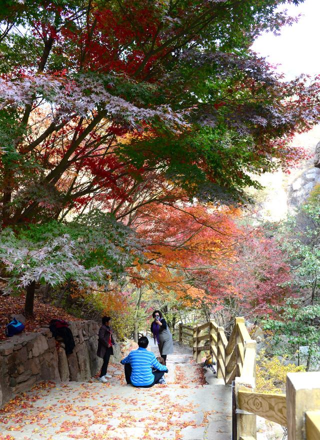 枫红山海色，咖醉一城秋，崂山赏秋地图发布