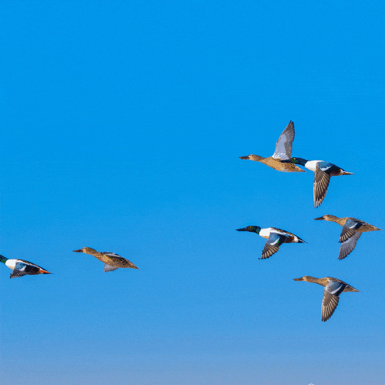 看候鸟北归，打开内蒙古的春天