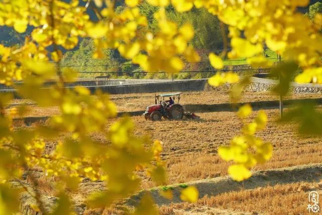 金黄染江南！浙江6大银杏秘境，藏着最温柔的初冬
