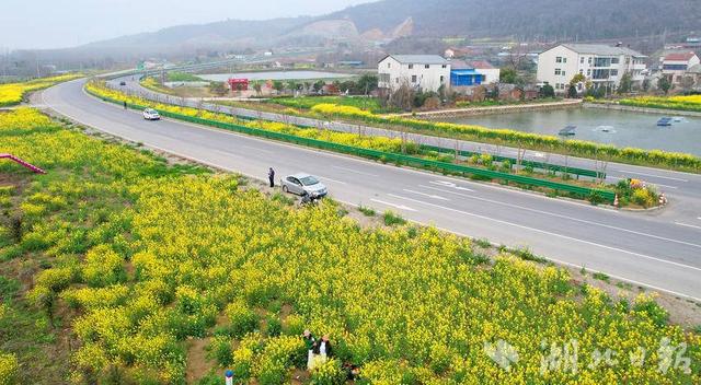 京山：阳春三月 赏花正当时