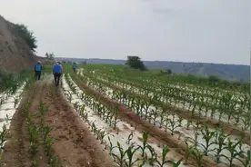 彬州市新民镇：“四步工作法”绘就乡村发展新图景图片