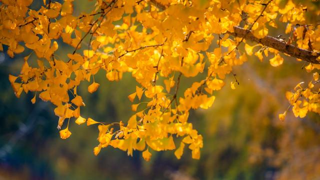 深秋郑州文博广场：600株银杏绘就“金色画卷” 邂逅浪漫秋韵