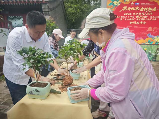 金桂飘香！“颐和秋韵”桂花展启幕，十大公园联动