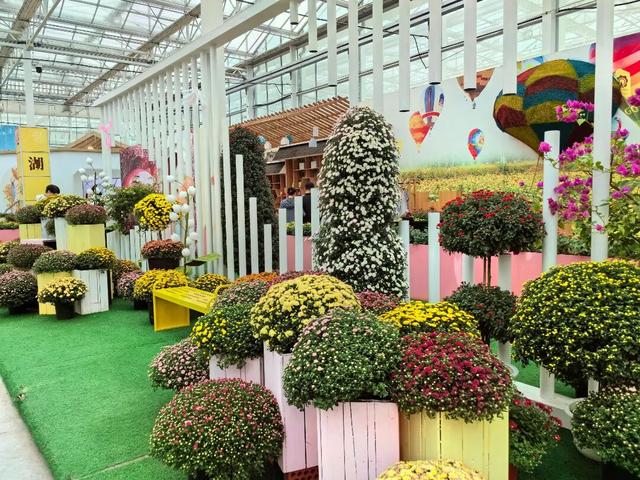 顶流上线，快来湖熟赏菊