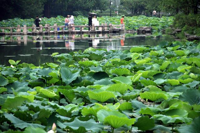 江苏苏州：盛夏时节 东园赏荷
