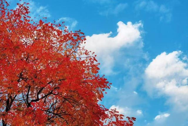 火红黄连木火成网红，就在武汉园博园！黄金打卡时间只剩一周