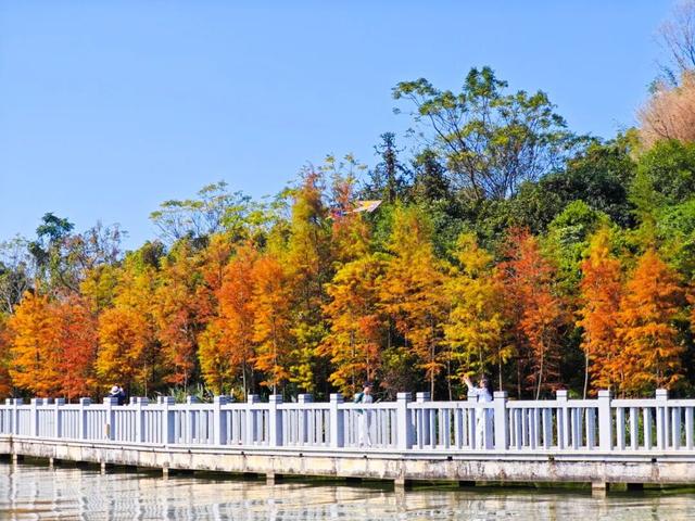 视觉增城｜落羽杉披“红妆” ！快来解锁增城冬日生态画卷