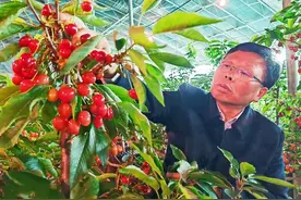 全省唯一！新安樱桃入选中国全球重要农业文化遗产预备名单图片