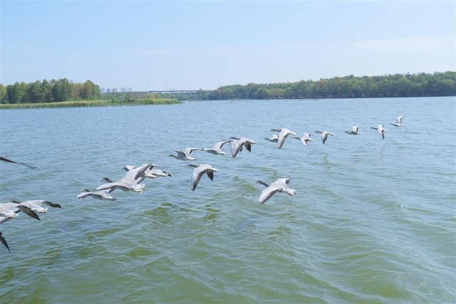 男子驾船大雁伴飞，武汉“最拉风”的人出现了